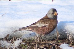 Leucosticte tephrocotis littoralis