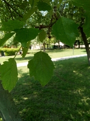 Populus × canescens
