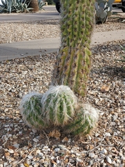 Cactoideae