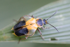 Chauliognathus expansus