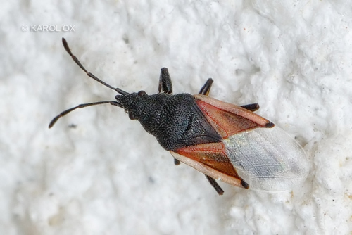 ploštička lipová (Oxycarenus lavaterae)
