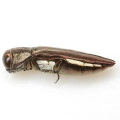 Agrilus obscurilineatus