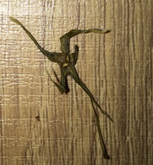 Gonolobus cteniophorus