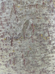 Populus × canescens