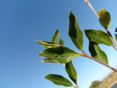 Mascarenhasia