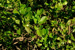 Thilachium africanum