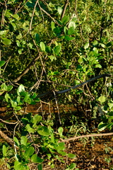 Thilachium africanum