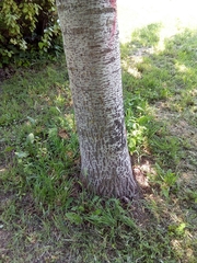Populus × canescens