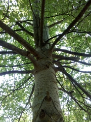 Populus × canescens