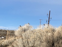 Oreoscoptes montanus