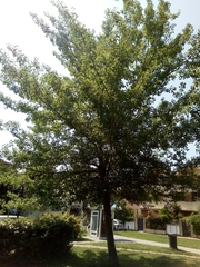 Populus × canescens