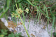Bupleurum angulosum