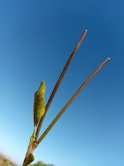 Mascarenhasia