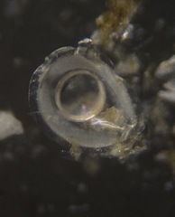 Fissurina