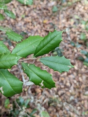 Ilex opaca arenicola