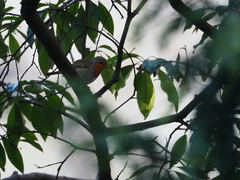 Erithacus rubecula