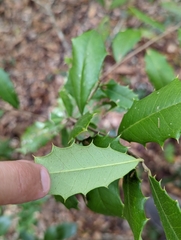 Ilex opaca arenicola