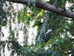 Cyanistes caeruleus