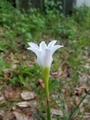 Zephyranthes candida