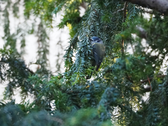 Cyanistes caeruleus
