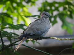 Streptopelia decaocto