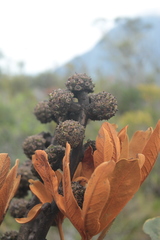 Cephalopanax