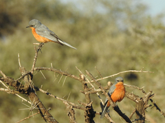 Melaenornis semipartitus