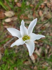 Zephyranthes candida