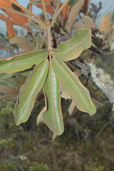 Cephalopanax