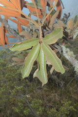 Cephalopanax