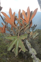 Cephalopanax