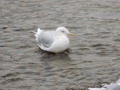 Larus hyperboreus
