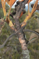Cephalopanax