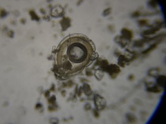 Fissurina