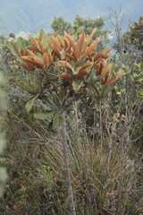 Cephalopanax