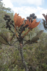 Cephalopanax