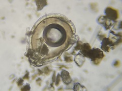 Fissurina