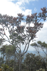 Cephalopanax