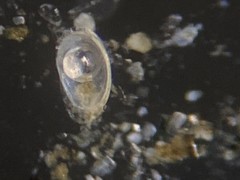 Fissurina