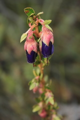 Brachyotum strigosum