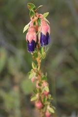 Brachyotum strigosum