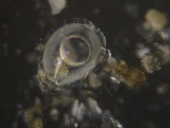 Fissurina