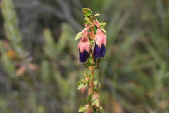 Brachyotum strigosum