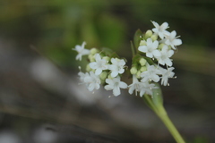 Valeriana triphylla
