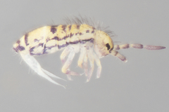 Orchesella celsa