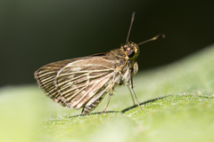 Callimormus interpunctata