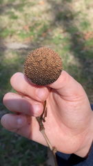 Platanus occidentalis
