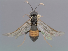 Tenthredo ferruginea