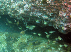 Pempheris affinis