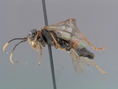 Tenthredo ferruginea